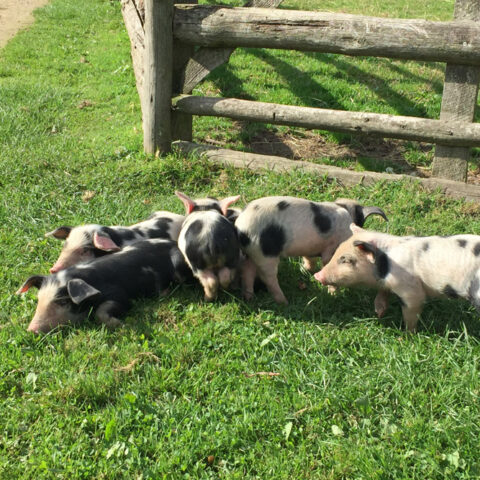 Schweine-Babys im Haustierpark Lelkendorf