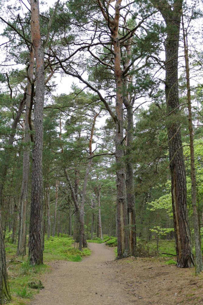 Darßwald