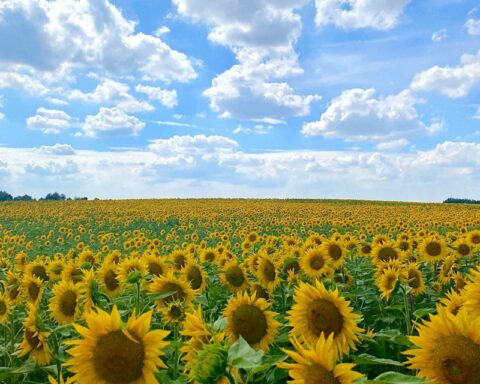 Sonnenblumen in Mecklenburg